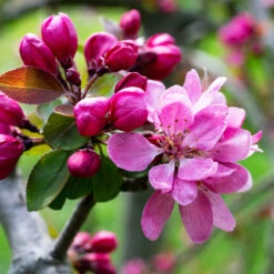 Profusion Crabapple Tree -Fast Growing Trees Shop Profussion Crabapple 3 FGT