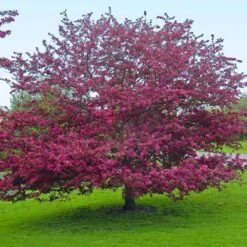 Profusion Crabapple Tree -Fast Growing Trees Shop Profussion Crabapple 5