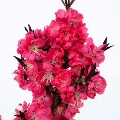 Ruby Ruffle™ Patio Peach Tree 8 Ruby Ruffle™ Patio Peach Tree -Fast Growing Trees Shop Prunus RubyRuffles 2