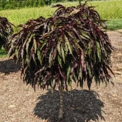 Ruby Ruffle™ Patio Peach Tree 9 Ruby Ruffle™ Patio Peach Tree -Fast Growing Trees Shop Prunus RubyRuffles 3