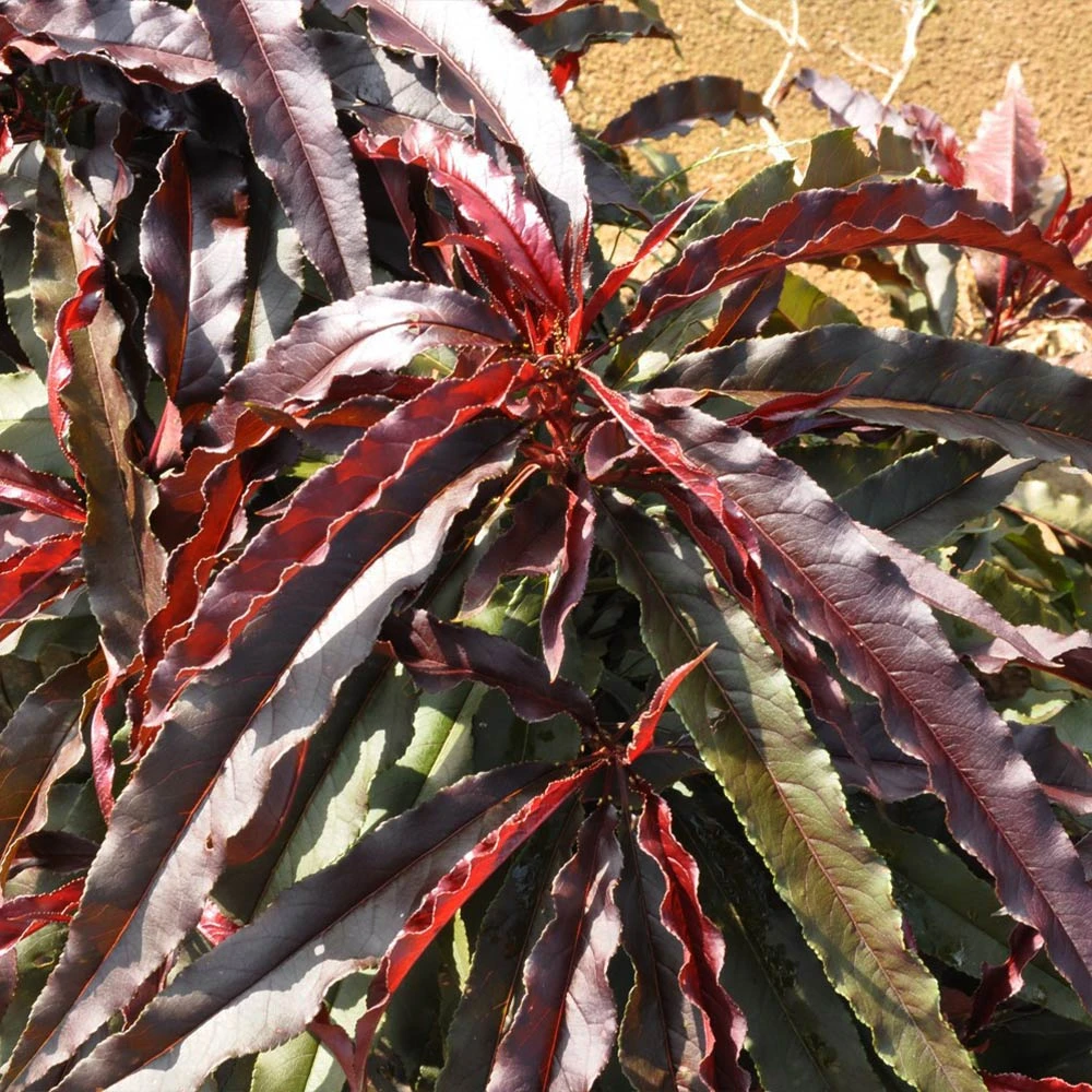 Ruby Ruffle™ Patio Peach Tree 6 Ruby Ruffle™ Patio Peach Tree - Image 6