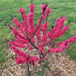 Ruby Ruffle™ Patio Peach Tree 10 Ruby Ruffle™ Patio Peach Tree -Fast Growing Trees Shop Prunus RubyRuffles 7