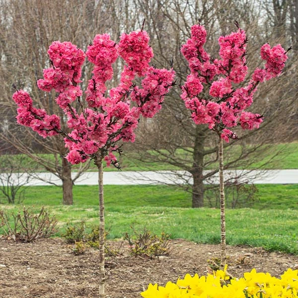 Ruby Ruffle™ Patio Peach Tree 1 Ruby Ruffle™ Patio Peach Tree