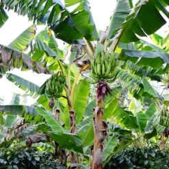 Puerto Rican Plantain Banana Tree 12 Puerto Rican Plantain Banana Tree -Fast Growing Trees Shop Puerto Rican Plantain Banana Tree 10