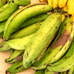 Puerto Rican Plantain Banana Tree 9 Puerto Rican Plantain Banana Tree -Fast Growing Trees Shop Puerto Rican Plantain Banana Tree 7