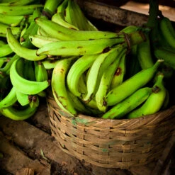 Puerto Rican Plantain Banana Tree 11 Puerto Rican Plantain Banana Tree -Fast Growing Trees Shop Puerto Rican Plantain Banana Tree 9