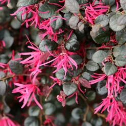 Purple Daydream® Dwarf Loropetalum -Fast Growing Trees Shop Purple Daydream Loropetalum 1