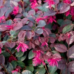 Purple Diamond® Semi-Dwarf Loropetalum 8 Purple Diamond® Semi-Dwarf Loropetalum -Fast Growing Trees Shop Purple Diamond loropetalum 1
