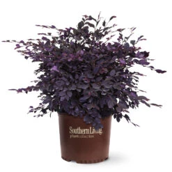 Purple Diamond® Semi-Dwarf Loropetalum 10 Purple Diamond® Semi-Dwarf Loropetalum -Fast Growing Trees Shop Purple Diamond loropetalum 6