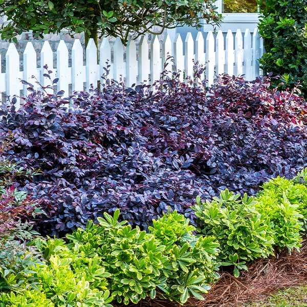 Purple Diamond® Semi-Dwarf Loropetalum 1 Purple Diamond® Semi-Dwarf Loropetalum
