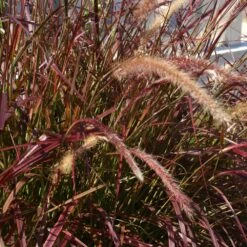 Purple Fountain Grass -Fast Growing Trees Shop Purple Fountain Grass 5