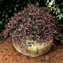 Purple Pixie® Dwarf Weeping Loropetalum 8 Purple Pixie® Dwarf Weeping Loropetalum -Fast Growing Trees Shop Purple Pixoe Loropetalum 2