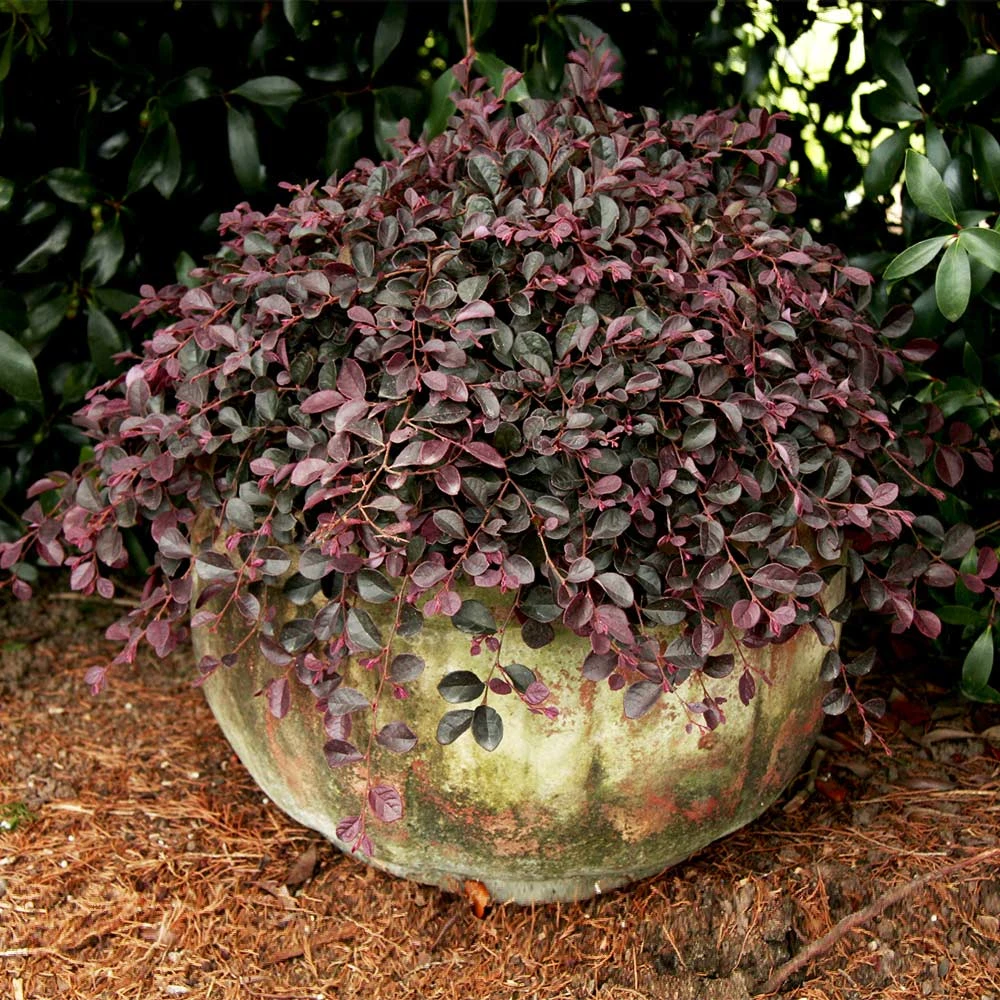Purple Pixie® Dwarf Weeping Loropetalum 3 Purple Pixie® Dwarf Weeping Loropetalum - Image 3