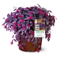Purple Pixie® Dwarf Weeping Loropetalum 10 Purple Pixie® Dwarf Weeping Loropetalum -Fast Growing Trees Shop Purple Pixoe Loropetalum 3