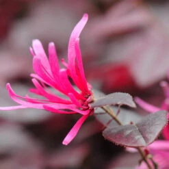 Purple Pixie® Dwarf Weeping Loropetalum 9 Purple Pixie® Dwarf Weeping Loropetalum -Fast Growing Trees Shop Purple Pixoe Loropetalum 4