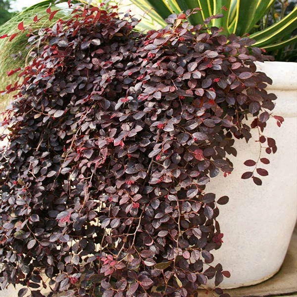 Purple Pixie® Dwarf Weeping Loropetalum 1 Purple Pixie® Dwarf Weeping Loropetalum