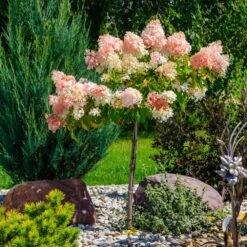 Quick Fire® Hydrangea Tree -Fast Growing Trees Shop QyuickFire Hydrangea 1