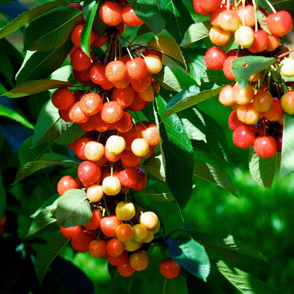 Rainier Cherry Tree 3 Rainier Cherry Tree - Image 3