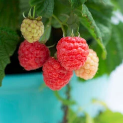 Bushel And Berry® Raspberry Shortcake® Bush -Fast Growing Trees Shop Raspberry Shortcake 1