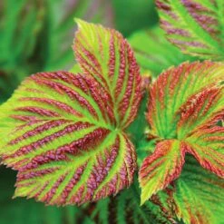 Bushel And Berry® Raspberry Shortcake® Bush -Fast Growing Trees Shop Raspberry Shortcake 4