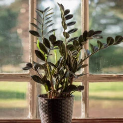 Raven ZZ Plant -Fast Growing Trees Shop Raven ZZ 1