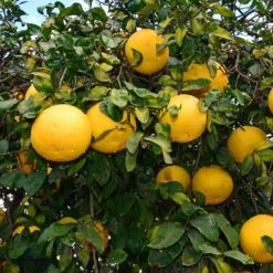 Ray Ruby Grapefruit Tree 7 Ray Ruby Grapefruit Tree -Fast Growing Trees Shop Ray Ruby 1