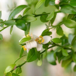 Red Finger Lime Tree -Fast Growing Trees Shop Red FInger Lime 2 6caf0467 1911 48e7 a9fa babb0a6fffe5