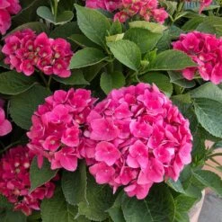 Red N' Pretty® Hydrangea Shrub -Fast Growing Trees Shop Red and Pretty Hydrangea 2