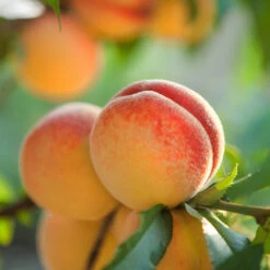 Red Baron Peach Tree 7 Red Baron Peach Tree -Fast Growing Trees Shop Red Baron Peach 5
