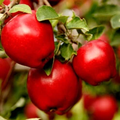Apple Pollinator Pack 8 Apple Pollinator Pack -Fast Growing Trees Shop Red Delicious Apple 1