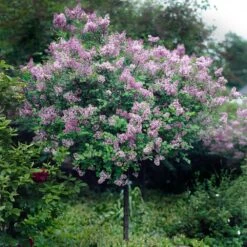 Red Pixie Lilac Tree 7 Red Pixie Lilac Tree -Fast Growing Trees Shop Red Pixie Lilac Tree 2
