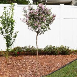 Red Pixie Lilac Tree 6 Red Pixie Lilac Tree -Fast Growing Trees Shop Red Pixie Lilac Tree 4 FGT
