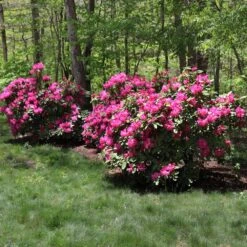 Red Rhododendron Shrub 7 Red Rhododendron Shrub -Fast Growing Trees Shop Red Rhododendron 1 FGT