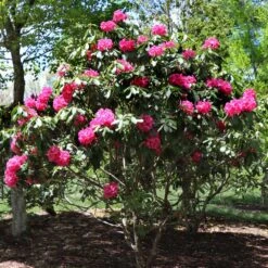 Red Rhododendron Shrub 8 Red Rhododendron Shrub -Fast Growing Trees Shop Red Rhododendron 3