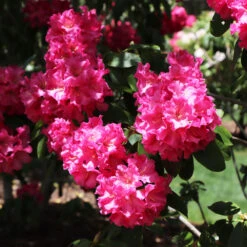 Red Rhododendron Shrub 9 Red Rhododendron Shrub -Fast Growing Trees Shop Red Rhododendron 4 FGT