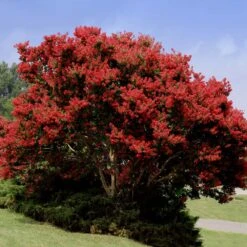 Fast Growing Trees Shop 46 Fast Growing Trees Shop -Fast Growing Trees Shop Red Rocket Crape Myrtle FGT 1