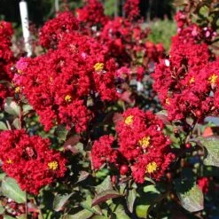 Red Rocket Crape Myrtle -Fast Growing Trees Shop Red Rocket Crape Myrtle FGT 2jpg