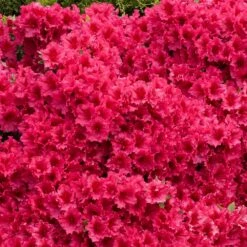 Red Ruffles Azalea Shrub -Fast Growing Trees Shop Red Ruffles Azalea 5