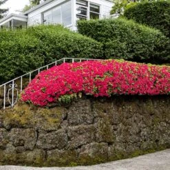 Red Ruffles Azalea Shrub -Fast Growing Trees Shop Red Ruffles Azalea 7