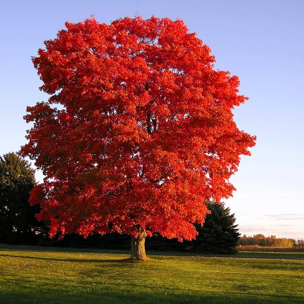 Red Sunset® Maple Tree 2 Red Sunset® Maple Tree - Image 2