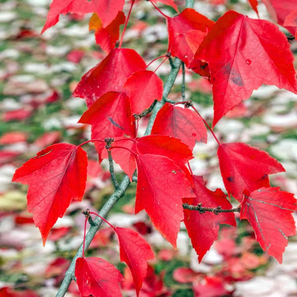 Red Sunset® Maple Tree 3 Red Sunset® Maple Tree - Image 3