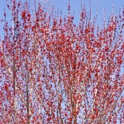Red Sunset® Maple Tree 8 Red Sunset® Maple Tree -Fast Growing Trees Shop Red Sunset Maple 3