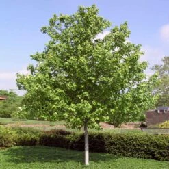 Red Sunset® Maple Tree 9 Red Sunset® Maple Tree -Fast Growing Trees Shop Red Sunset Maple 4