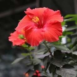 Red Tropical Hibiscus Tree -Fast Growing Trees Shop Red Tropical Hibiscus Tree 3 FGT