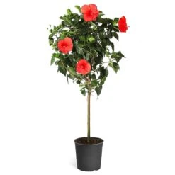 Red Tropical Hibiscus Tree -Fast Growing Trees Shop Red Tropical Hibiscus Tree 5