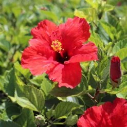 Red Tropical Hibiscus Tree -Fast Growing Trees Shop Red Tropical Hibiscus Tree 8 FGT
