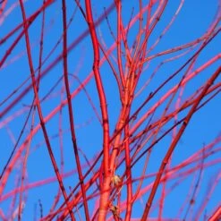 Red Twig Dogwood Shrub -Fast Growing Trees Shop Red Twig Dogwood 3 FGT