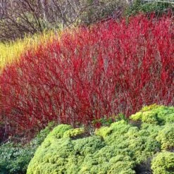 Red Twig Dogwood Shrub -Fast Growing Trees Shop Red Twig Dogwood 4