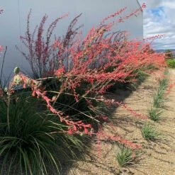 Red Yucca Plant -Fast Growing Trees Shop Red Yucca 1