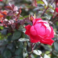 Double Knock Out® Rose -Fast Growing Trees Shop Red knockout rose 2